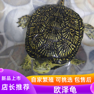 欧泽龟欧泽欧洲泽龟烟花龟满天星耐寒龟浅水龟活体乌龟宠物可挑