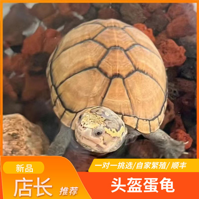 头盔蛋龟活体龟苗宠物龟深水乌龟
