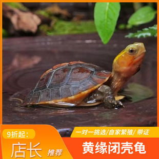 黄缘龟幼龟安缘龟苗闭壳观赏宠物乌龟活体网红龟黄可挑选带证浙缘