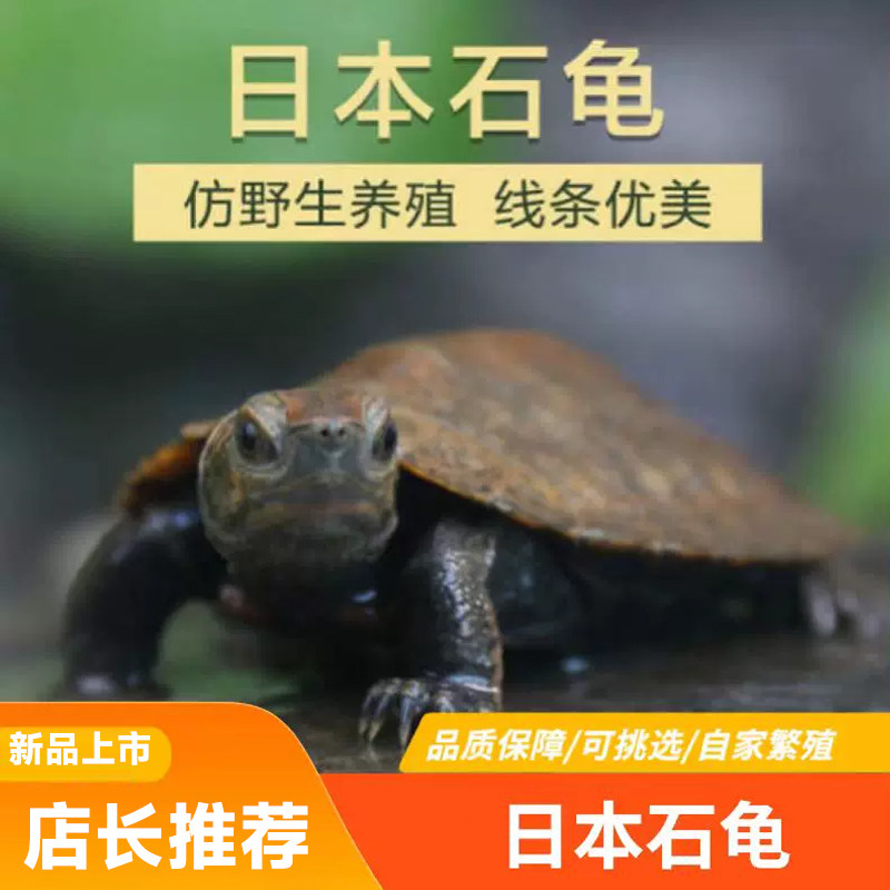 外塘纯种日本石龟苗活体龟日石龟网红乌龟杂食宠物龟观赏龟可挑选