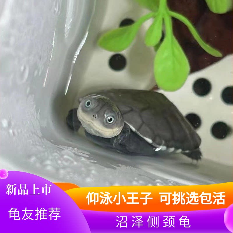 西非侧颈龟苗宠物活体沼泽侧颈龟网红龟微笑宠物造景龟可挑仰泳龟