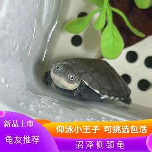 西非侧颈龟苗宠物活体沼泽侧颈龟网红龟微笑宠物造景龟可挑仰泳龟