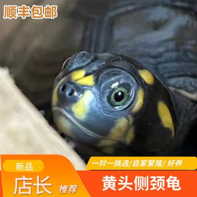 黄头侧颈龟圆奥龟乌龟网红小乌龟