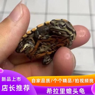 花面蟾头龟希拉里龟深水鱼观赏宠物龟可爱呆萌侧颈龟可拍视频挑选