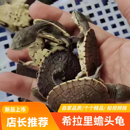 希拉里蟾头龟深水鱼缸活泼花面蟾头侧颈龟网红观赏宠物龟乌龟活体