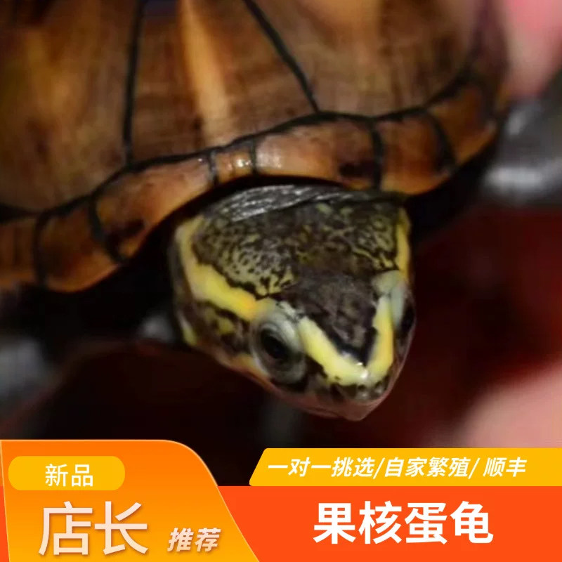 果核蛋龟苗果核龟活体乌龟白唇龟深水招财宠物果核泥龟剃刀可挑选