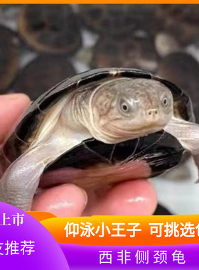 外塘养殖西非侧颈龟苗宠物活体沼泽侧颈深水蛋龟热带网红造景乌龟