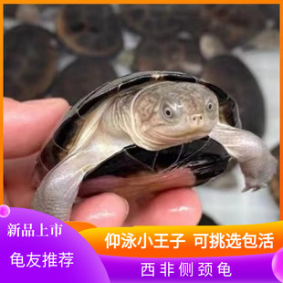 外塘养殖西非侧颈龟苗宠物活体沼泽侧颈深水蛋龟热带网红造景乌龟