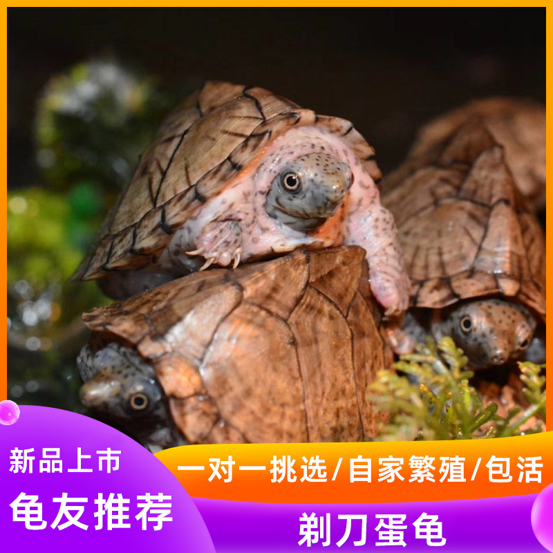 剃刀蛋龟苗迷你宠物龟深水乌龟活物观赏龟迷你屋顶龟剃刀龟网红龟,宠物/宠物食品及用品,龟/鳖,淘宝优惠券,粉丝福利购,淘宝优惠卷