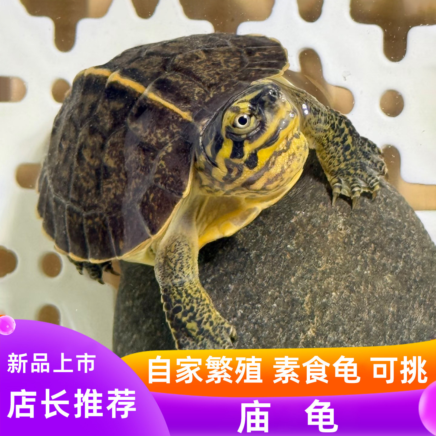 亚洲巨型龟庙乌龟苗亚巨大龟吃素吃菜龟半水黄头庙观赏龟宠物龟