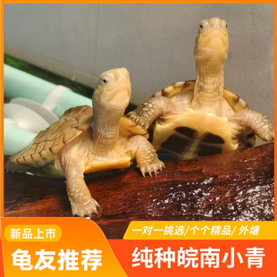 小青龟皖南小青苗乌龟活体发色龟招财龟三黄小青黄喉拟水宠物乌龟