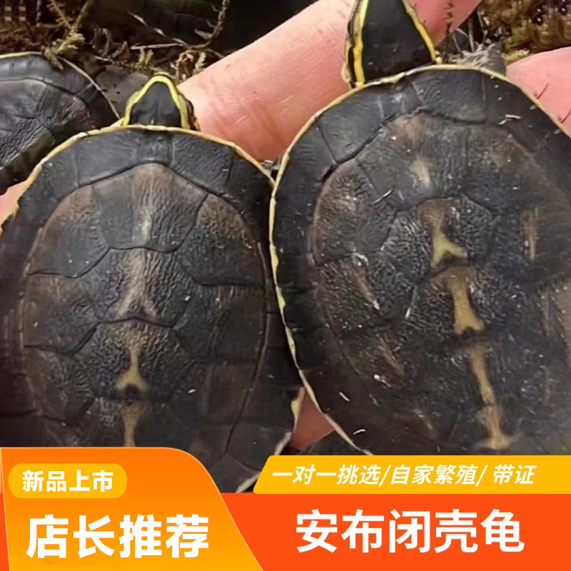 安布闭壳龟安布苗扁安宠物龟半水龟线安苗杂食龟活体灰招财龟可挑