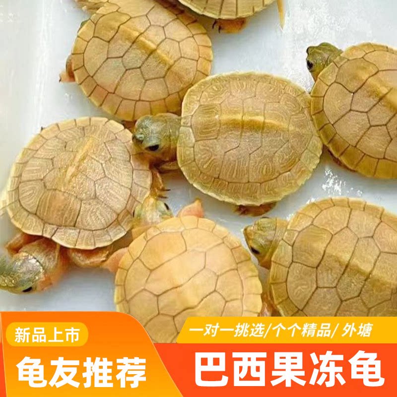 焦糖果冻巴西龟变异乌龟白化小乌龟观赏龟深水乌龟招财龟乌龟活体