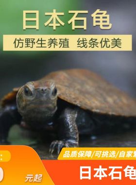 外塘纯种日本石龟苗活体龟日石龟网红乌龟杂食宠物龟观赏龟可挑选
