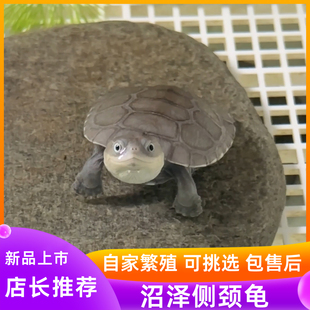 沼泽侧颈龟苗网红西非仰泳笑脸龟小乌龟活体宠物活物可挑选观赏龟
