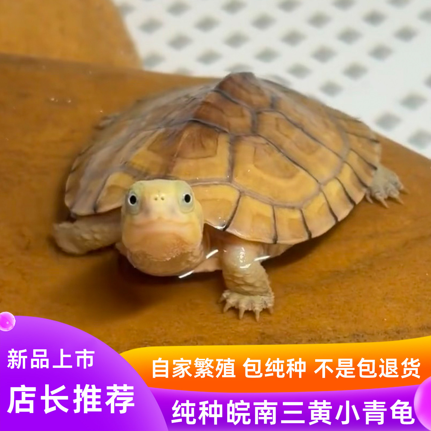 纯种小青龟三黄皖南黄喉拟水龟小乌龟活物北石金钱龟苗宠物观笑龟