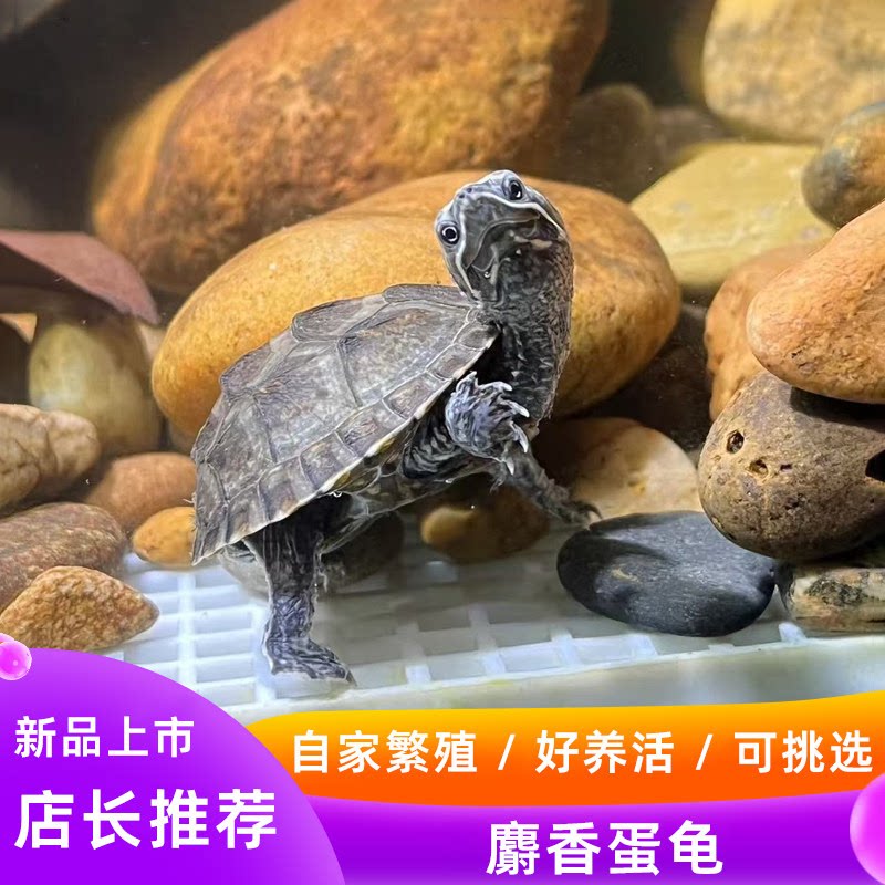 麝香龟苗蛋龟活体高背剃刀龟苗深水观赏宠物龟招财龟蛋果核龟活物