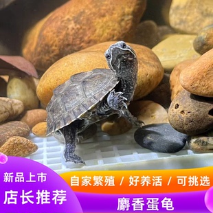 麝香龟苗蛋龟活体高背剃刀龟苗深水观赏宠物龟招财龟蛋果核龟活物