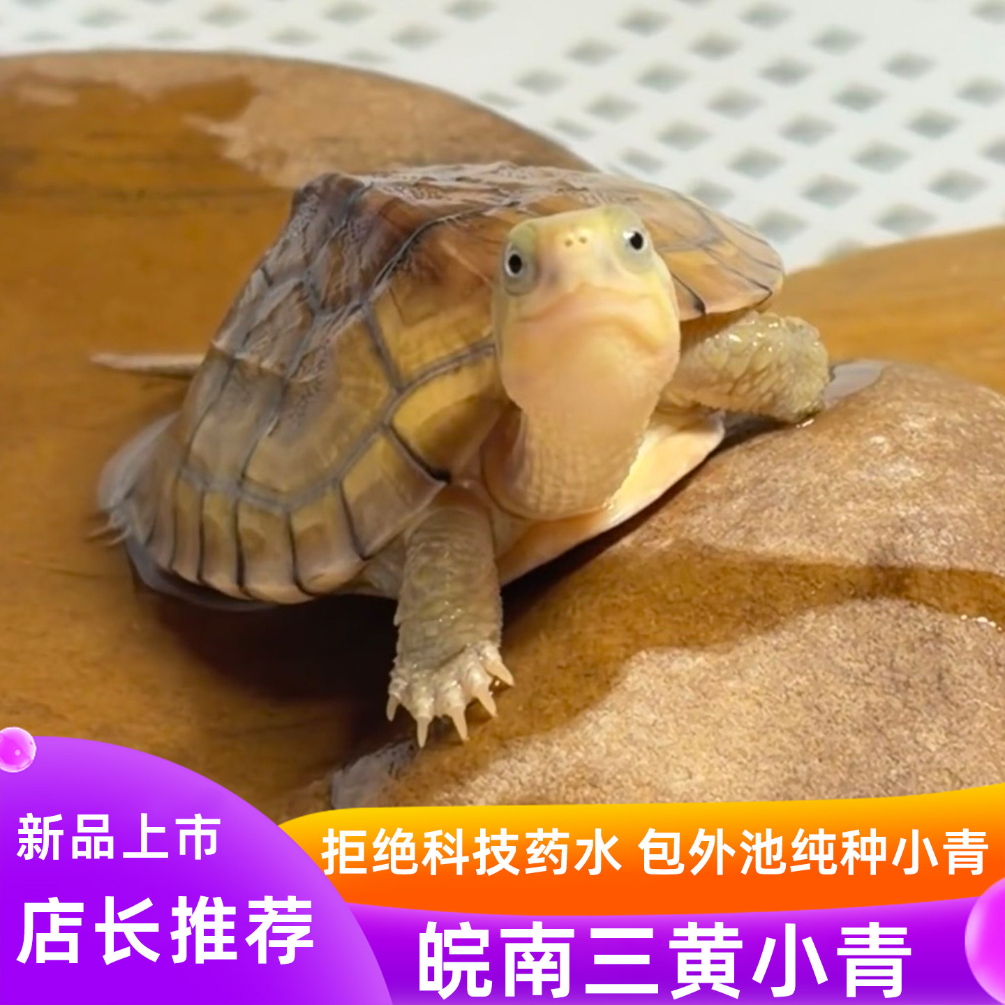 小青龟活体黄喉拟水龟苗北石微笑龟招财龟宠物冷水情侣龟可挑选