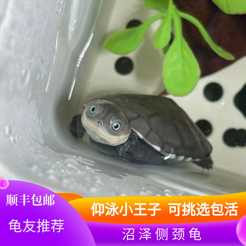 西非侧颈龟苗宠物活体沼泽侧颈龟网红龟微笑宠物造景龟可挑仰泳龟