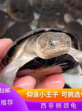 外塘养殖西非侧颈龟苗宠物活体沼泽侧颈深水蛋龟热带网红造景乌龟