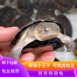 外塘养殖西非侧颈龟苗宠物活体沼泽侧颈深水蛋龟热带网红造景乌龟