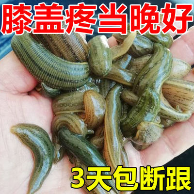 【膝盖疼3日滁】膝盖关节疼痛膏关节积水积液滑膜焱半月板磨损贴