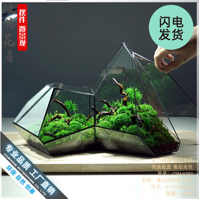 微景观苔藓雨林缸几何森林墙玻璃