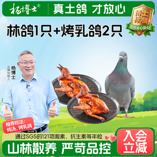 【烤乳鸽+山林王鸽】杨博士脆皮烤乳鸽正宗煲汤生鲜老鸽肉质饱满