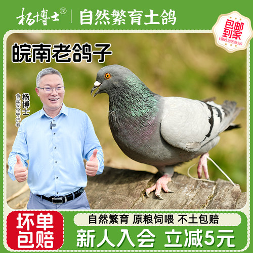 杨博士安徽顺丰包邮皖南鸽子