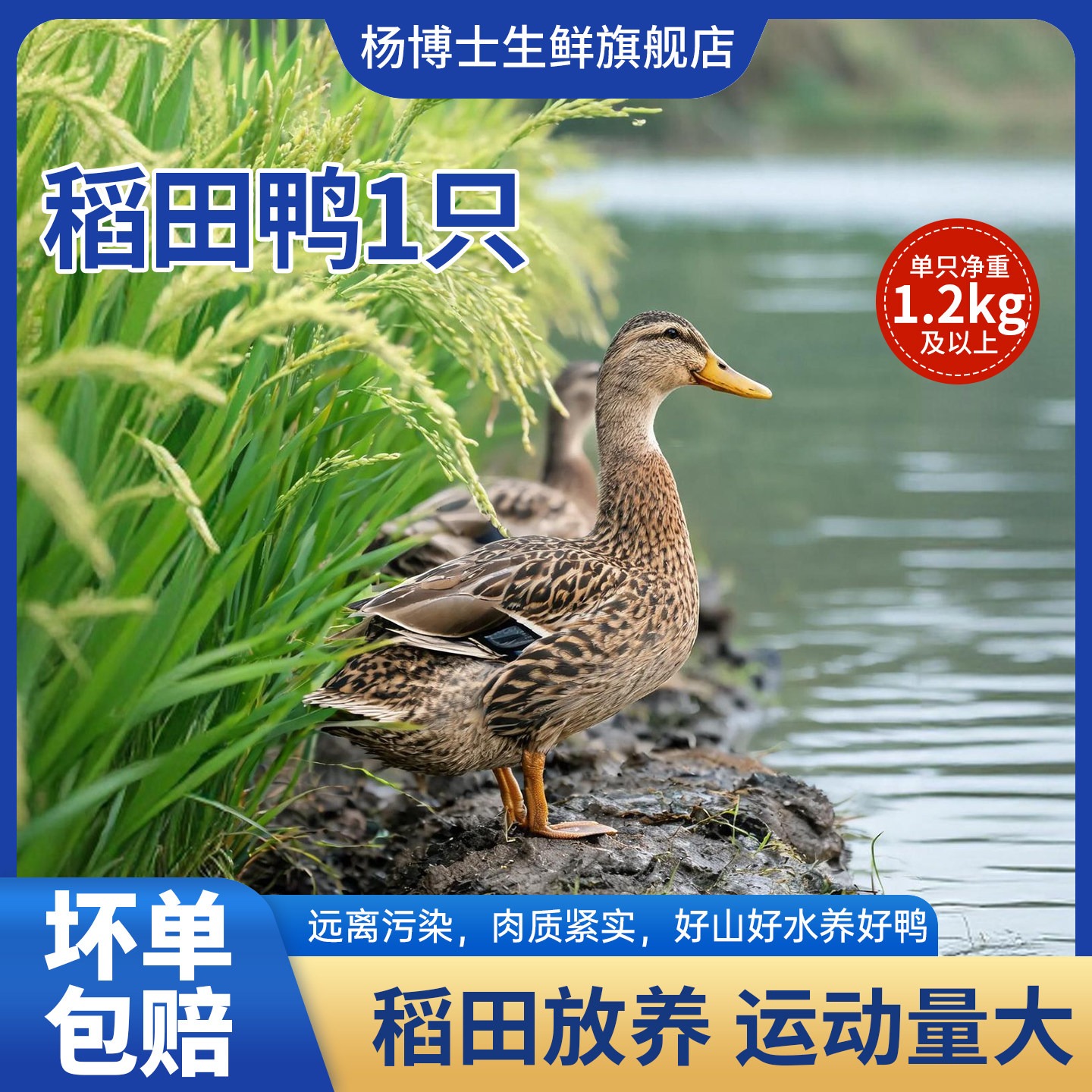 【直播间】杨博士皖南稻田放养土鸭子红烧鸭子肉质活体鸭农家散养