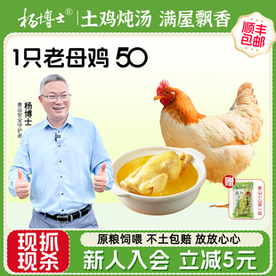 楊博士老母雞皖南深山農家散養三黃雞全糧飼喂土雞母雞新鮮整只雞