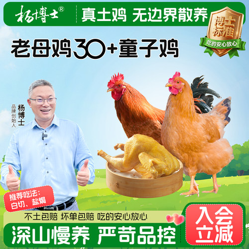 正宗散养皖南母鸡杨博士