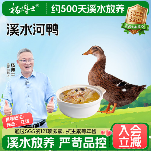杨博士皖南溪水放养老鸭