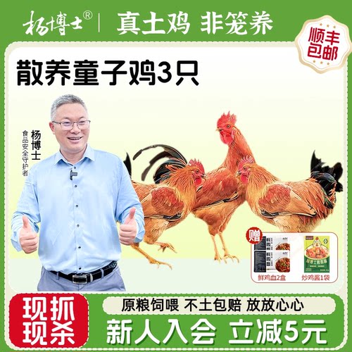 杨博士皖南深山散养童子鸡