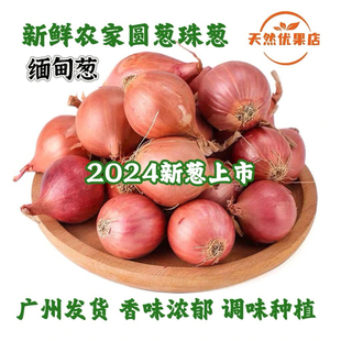 缅甸精选圆葱浓香红葱头东北毛葱香葱头珠葱笨毛葱头新鲜缅甸葱