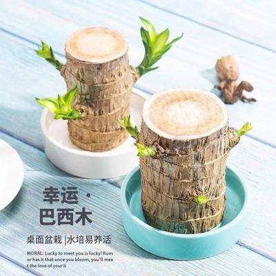 巴西木水培植物幸运木办公室内桌面绿植小盆栽懒人水养易养活花卉