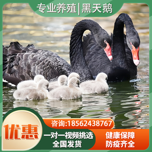 黑天鹅活苗黑天鹅活物一对景区观赏成年黑天鹅幼崽人工养殖黑天鹅