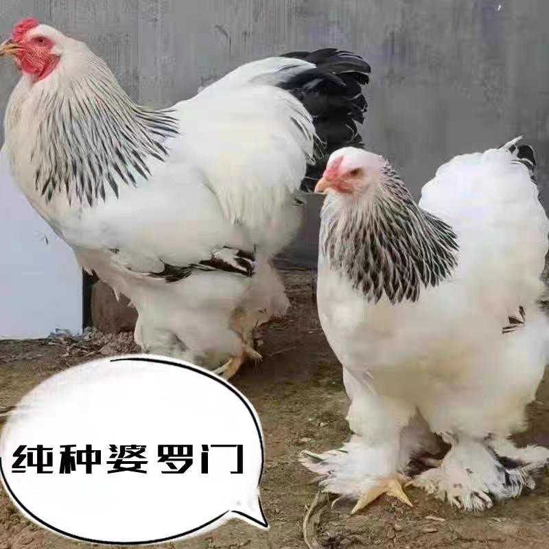 婆罗门鸡蛋纯种巨型种蛋可孵化 正宗梵天鸡受精蛋 宠物观赏鸡活苗