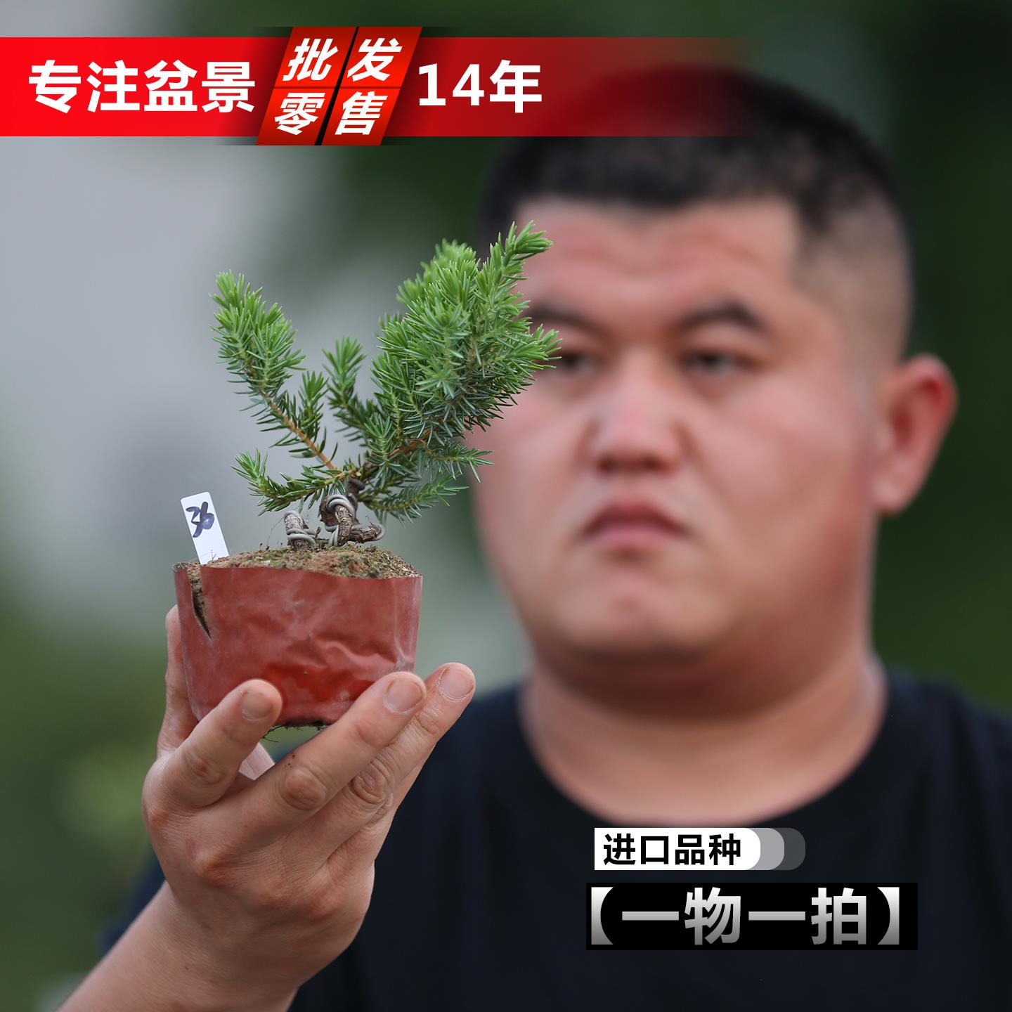 进口日本紫杜松造型盆景素材小叶杜松掌上盆景盆栽高嶺杜松盆景苗