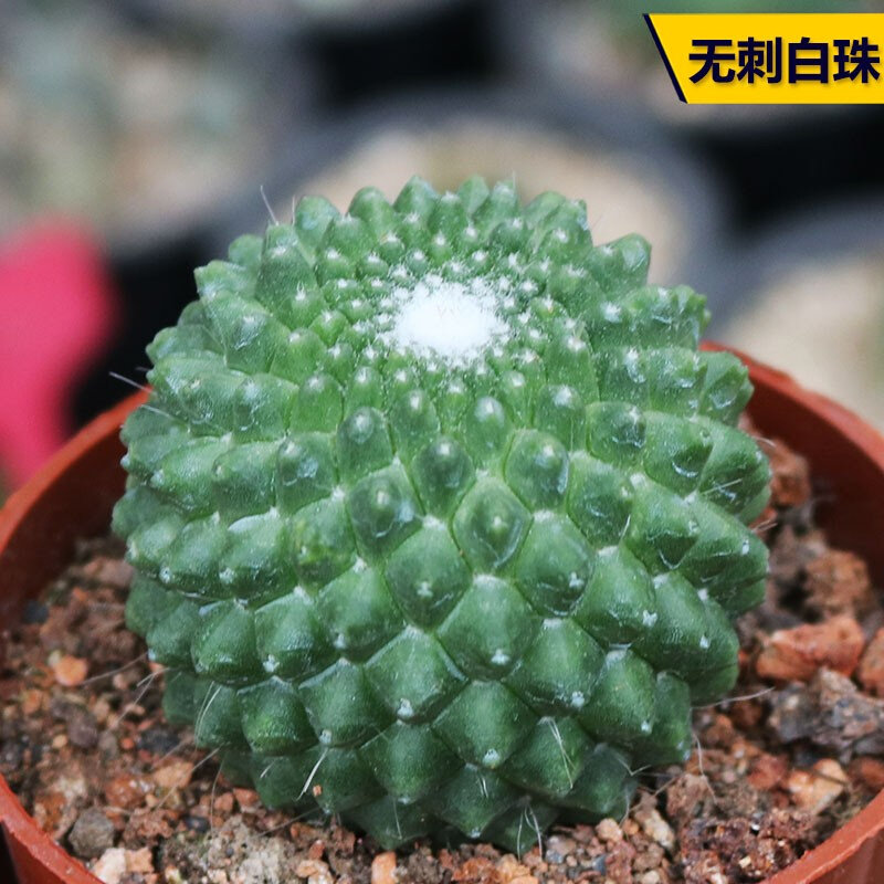 无刺白珠仙人球 趣味开花红花不扎手仙人掌多肉植物防辐射小盆栽