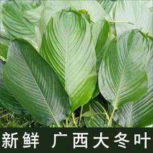 粽叶新鲜粽子叶大号包棕子专用粽叶商用家用广西特产精选大粽子叶