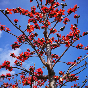 木棉花树苗别墅公园庭院室外风景树苗门前大树户外绿化树木观赏树