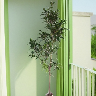 小叶榕树苗榕树苗独木成林四季常青风景树室内外苗木庭院园林绿化