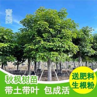 秋枫树苗名贵苗木重阳木树红桐茄冬树苗药材树苗抗风耐寒四季常绿