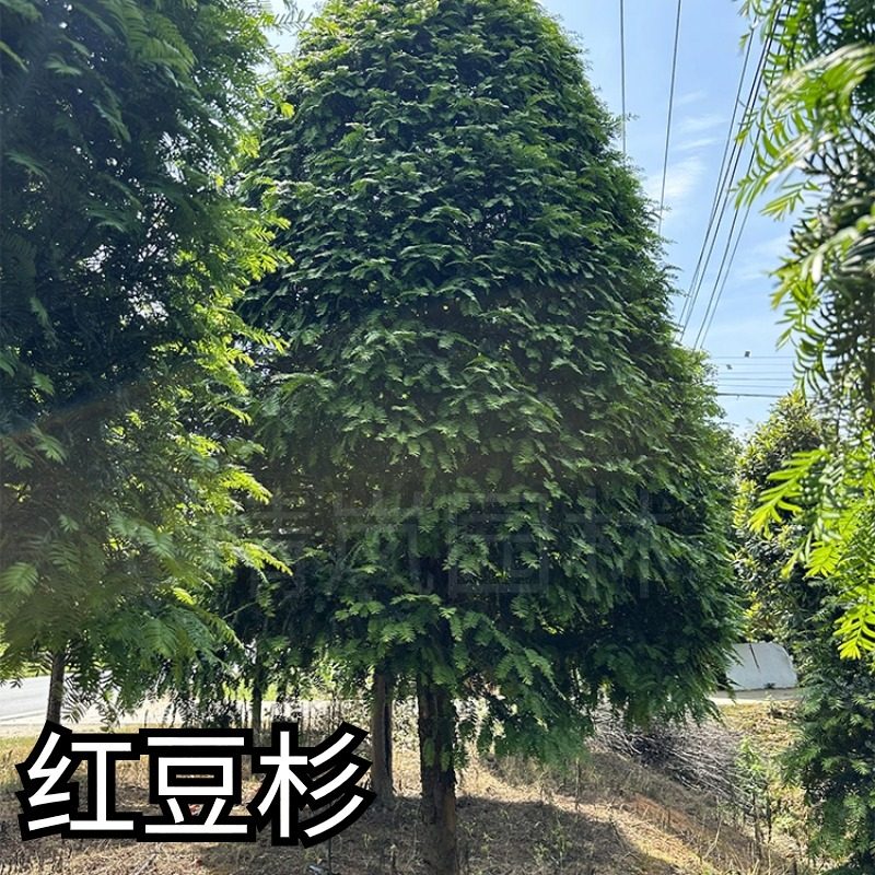 南方红豆杉树苗大树盆栽带果曼地亚老桩造型紫衫树庭院绿化植物