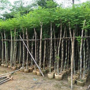 蓝花楹树苗凤凰木树苗镇宅旺宅门前树开花观赏树庭院地栽盆栽植物