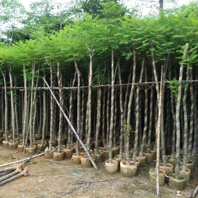 蓝花楹树苗凤凰木树苗