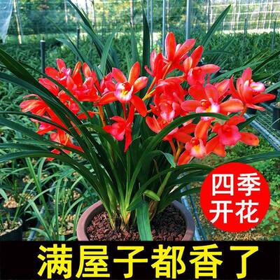 兰花盆栽兰花苗蕙兰墨兰室内绿植物客厅精品花卉建兰四季好养浓香