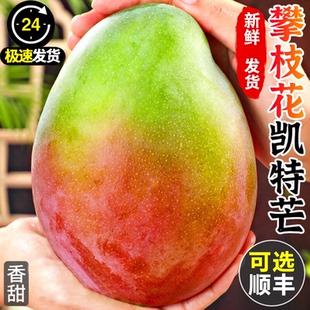 四川攀枝花凯特芒果新鲜应季水果青整箱芒特大青果当季彩虹金芒果
